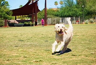 Read more about the article Puppy Pads: How to Choose the Best Pads for Your Pet’s Training